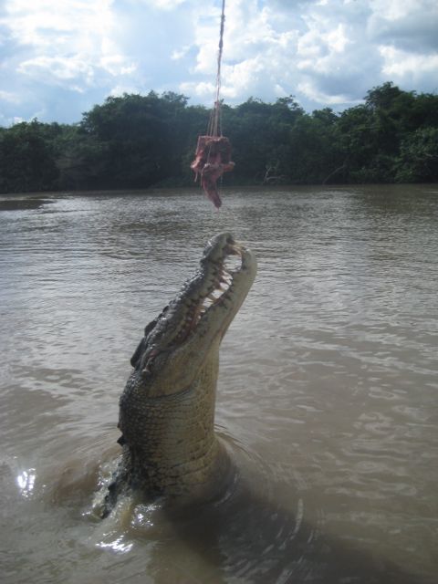 jumping crocodiles